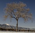winter tree