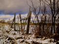 Fence Row