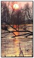 Treescape