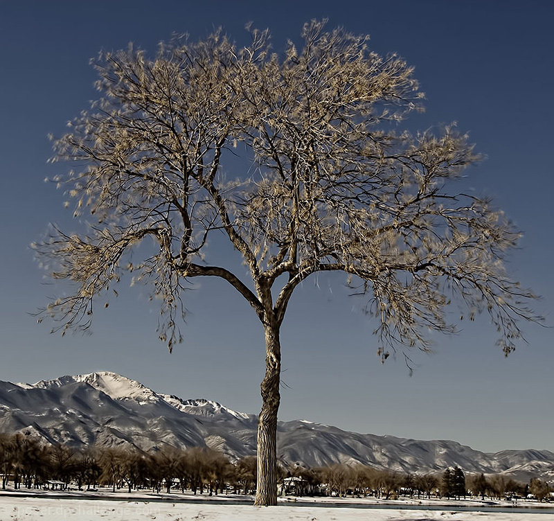 winter tree