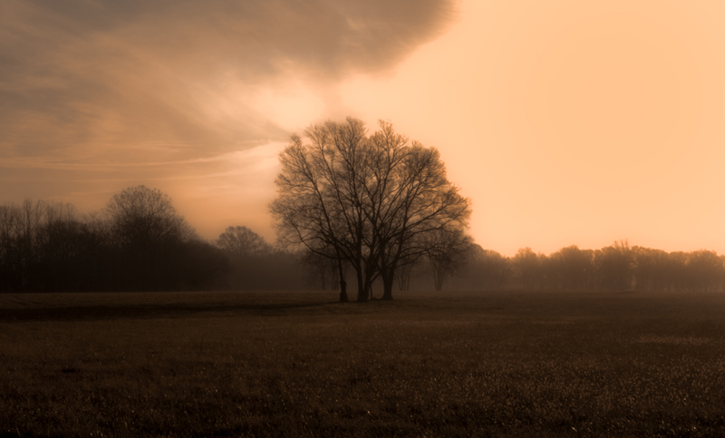 Foggy Pasture at Sunrise