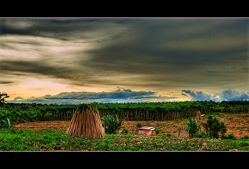 Tapioca Plantation