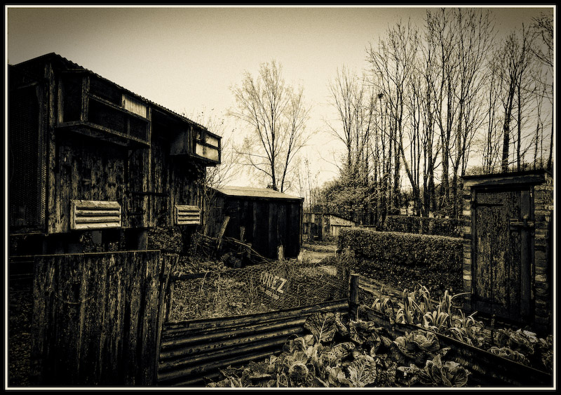 Rural landscape with pigeon shed.
