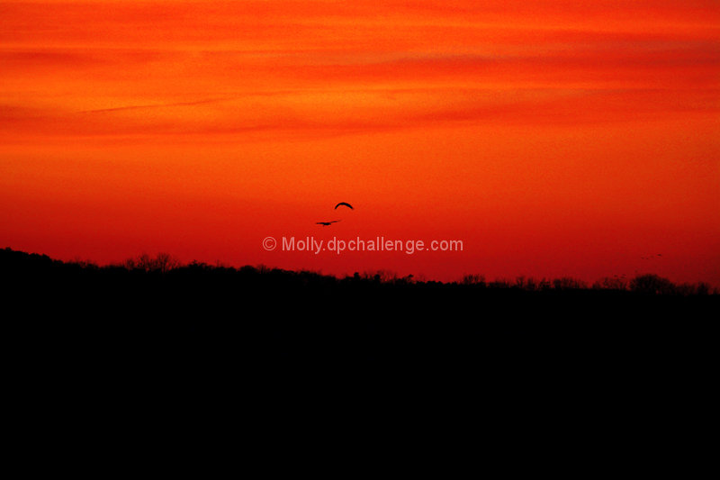 Sunset Flight