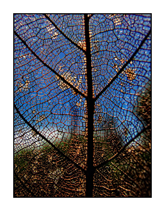 venation