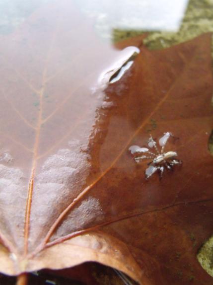 Nature is the Best Science