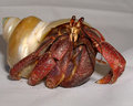 Hermit Crab