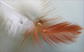 Featherlight