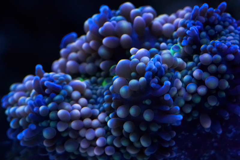 Ricordia Coral