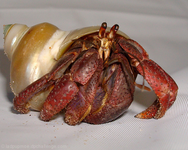 Hermit Crab