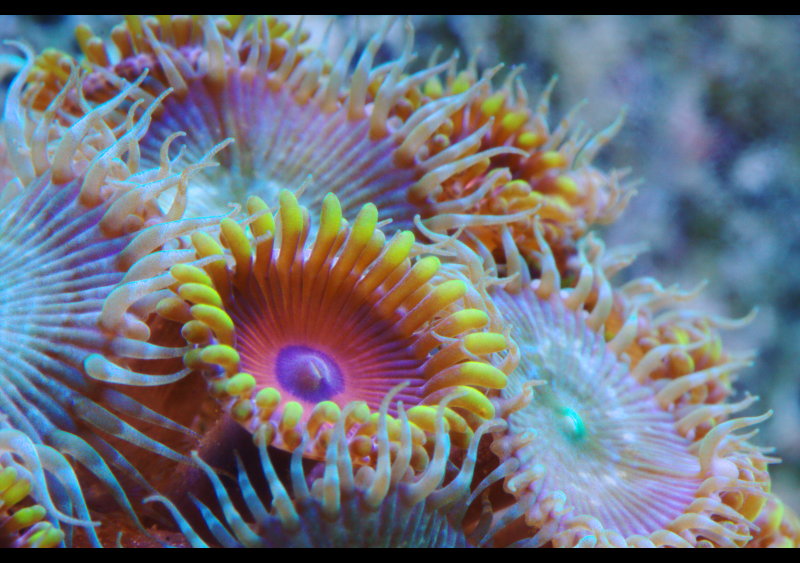 Aquatic Flower