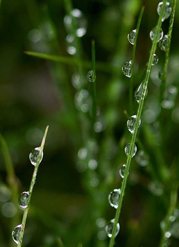 Wet Grass