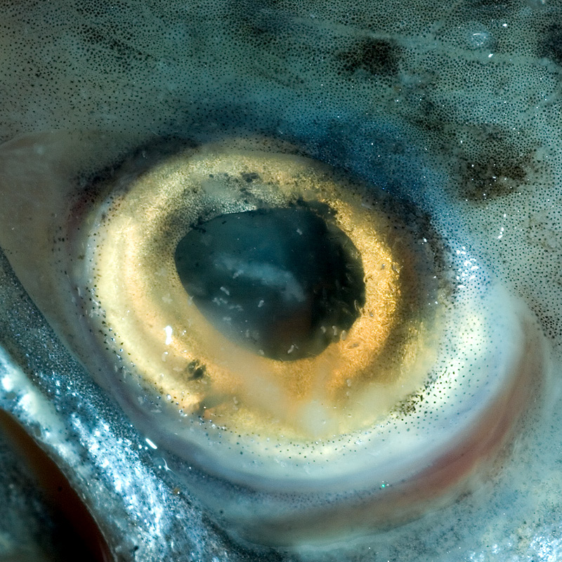 Fisheye