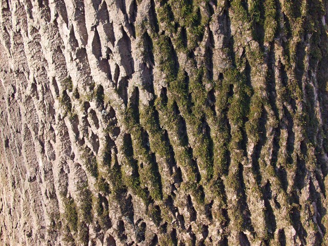 Moss on Bark