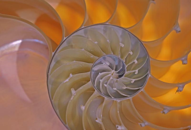 Chambered Nautilus