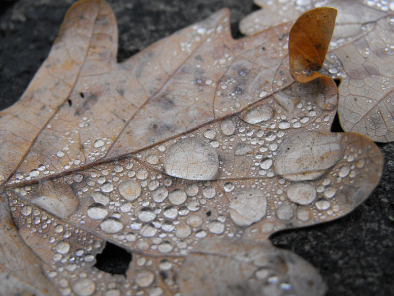 Water on the lief