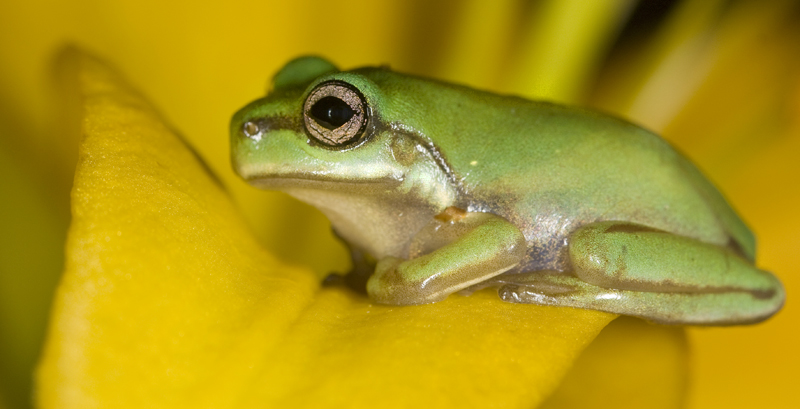 Tree frog on flower