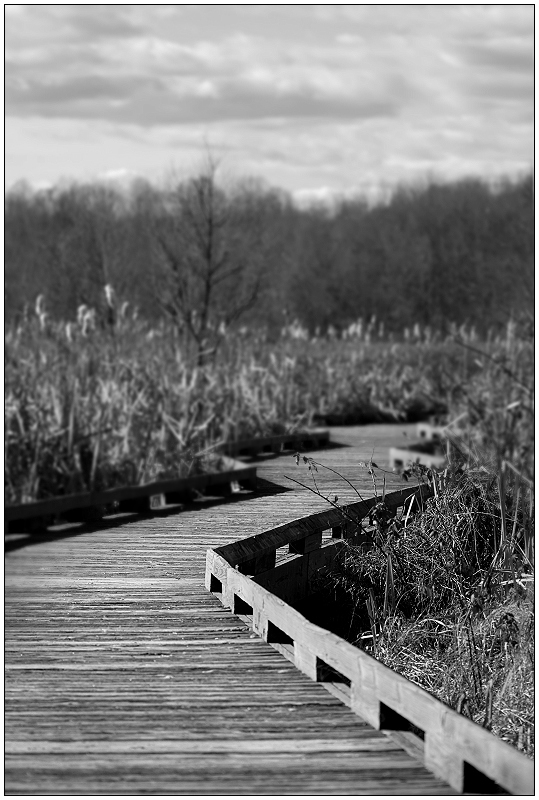 Into the Marsh