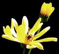 A Bee in Camouflage