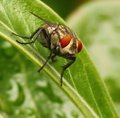 Big Red Eyes