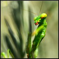 Coy