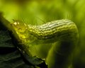 Caterpillar :the larval form of  the insect order comprising butterflies and moths