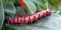 Beautiful butterfly - ugly caterpillar
