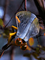 Metallus Loscorus, the common Shoehorn Fly
