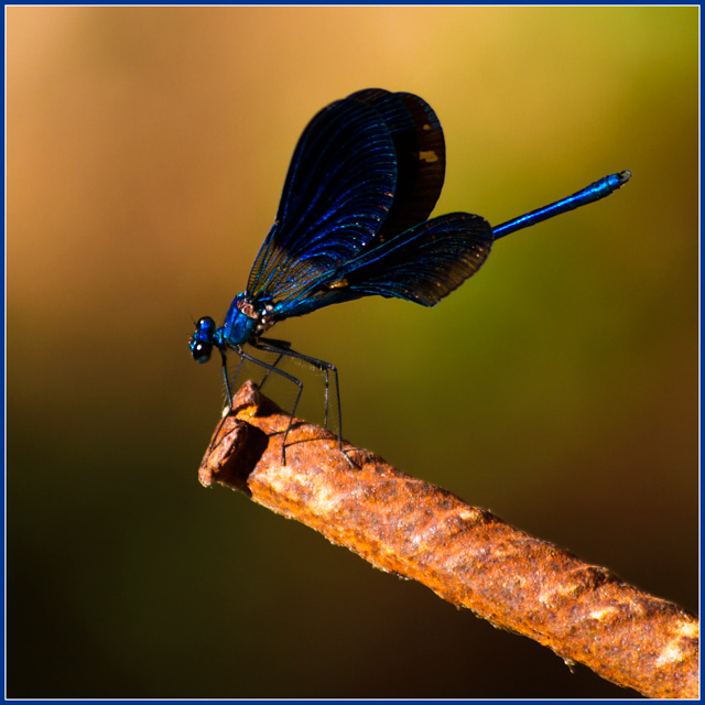 blue