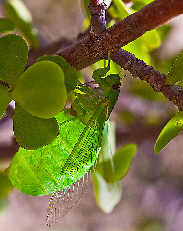 Greengrocer Cicada