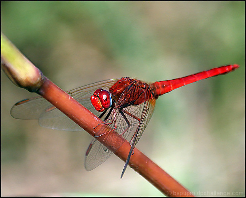 Deep red!