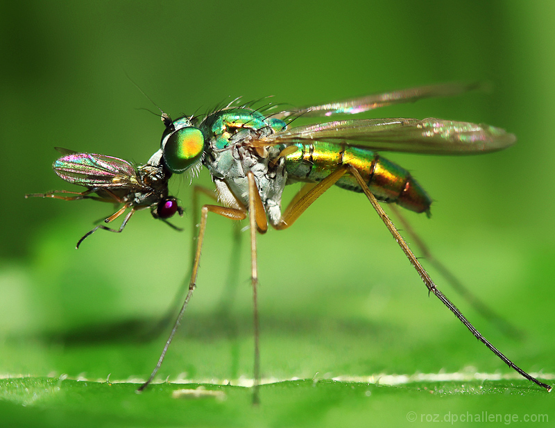breakfast on the fly