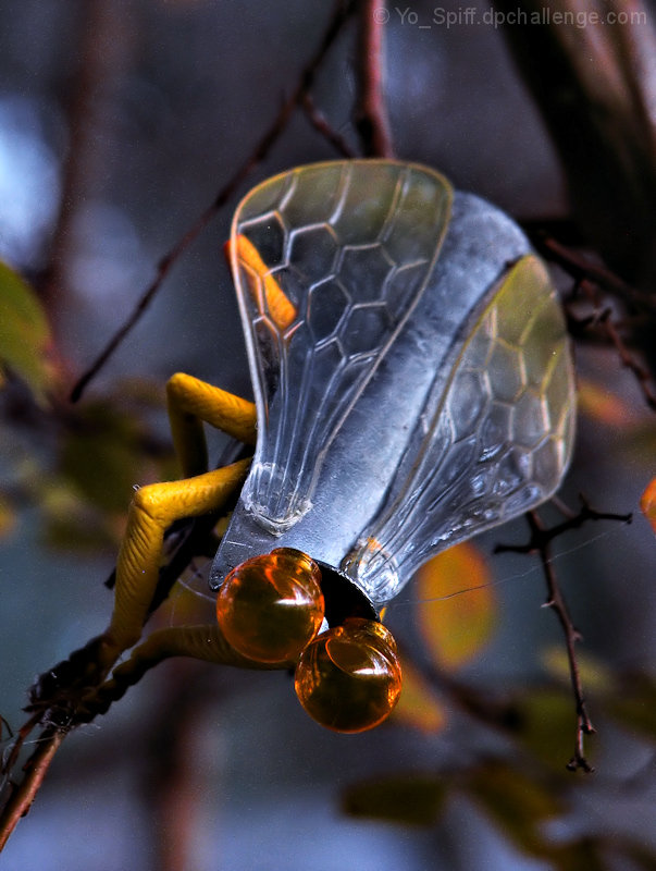 Metallus Loscorus, the common Shoehorn Fly
