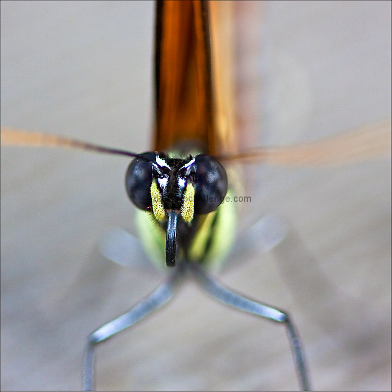 bug eyes