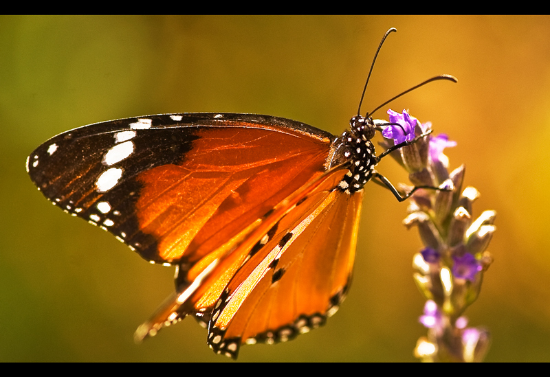 Sweet lavendar...