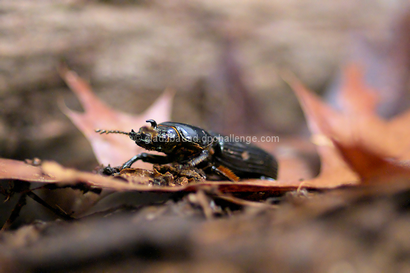 Woodland Ground Beetle - Coming Thru!