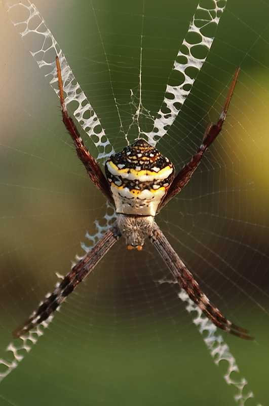 Spider in its Web