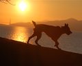 Dog's Life
