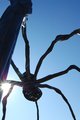 Giant Spider