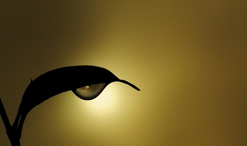 dew drop