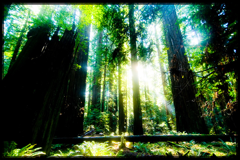 Dawn Redwoods