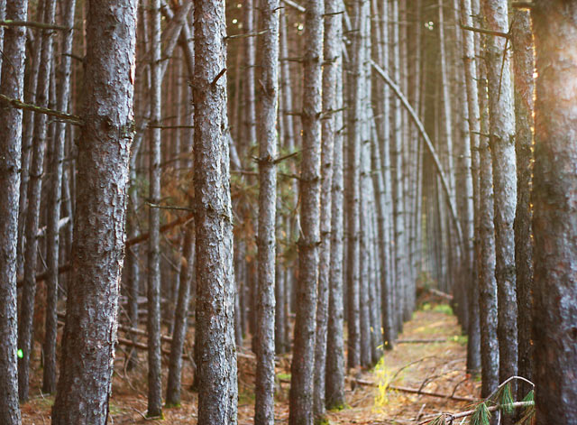 tremblant forest