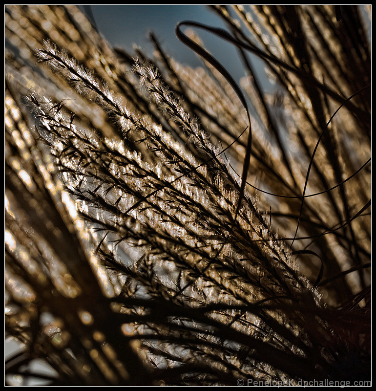 Miscanthus Sinensis