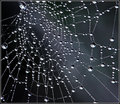 Cobweb Galaxy