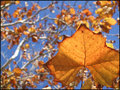 First to Fall