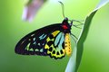 Cairns Birdwing (Ornithoptera euphorion)