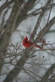Cardinal Day