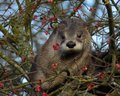 An otter kit in a tree