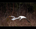 Flight of the Egret