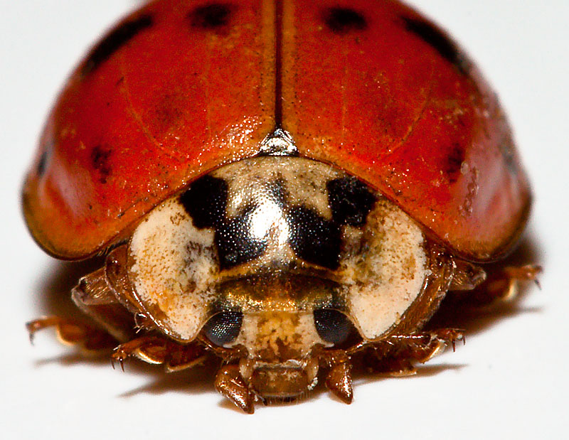 A cute little ladybug.